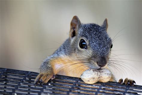 Can I Have a Squirrel as a Pet, and Why Do They Always Look Like They Know Something We Don’t?