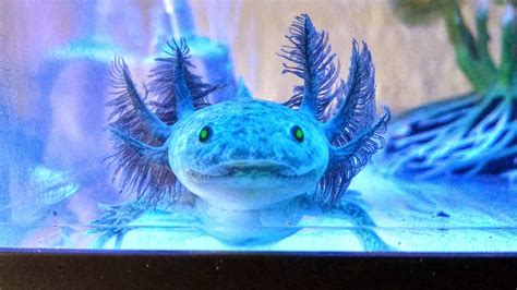 Can you get an axolotl as a pet, and what if they could moonlight as underwater gardeners?