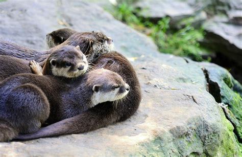 Can You Have a Pet Otter? And Why Do They Always Look Like They Know Something You Don’t?