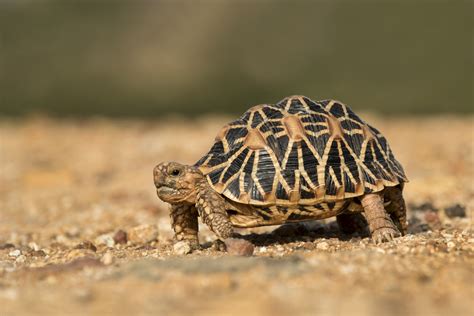 Can you have a pet tortoise, and what if they could write poetry?