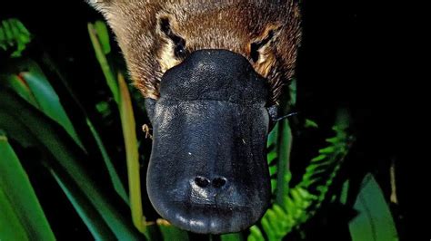 Can You Own a Platypus as a Pet, and Why Do They Always Look Like They Know Something You Don’t?