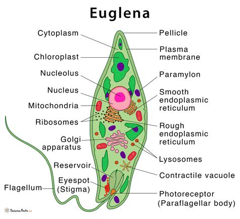  Euglena: Ein einzelliger Meister der Photosynthese und die Kunst des Fressens!