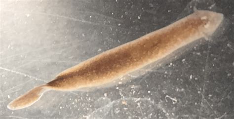  Eyelashed Flatworm: Ein faszinierender Lebewesen mit einem überraschenden Talent für Regeneration!