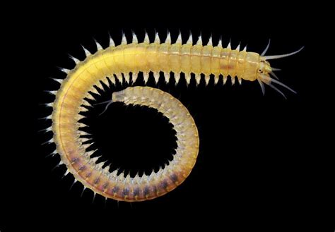  Eyelashed Marine Worm: A Tiny Predator With a Velvet Touch That Rules the Microscopic World!