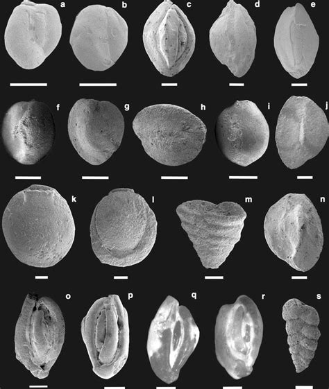  Foraminifera! Tiny Architects of the Ocean Floor