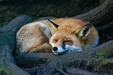 How Do Foxes Adapt to Winter Weather: A Tale of Survival and Unexpected Connections