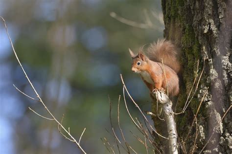 How Far Do Squirrels Travel: Unraveling the Mysteries of Their Journeys and Beyond