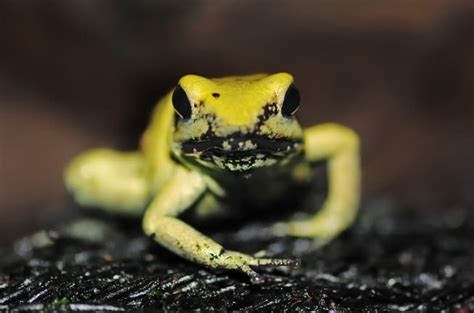 Pfeilgiftfrosch: Mit leuchtenden Farben warnt er vor seiner giftigen Haut!