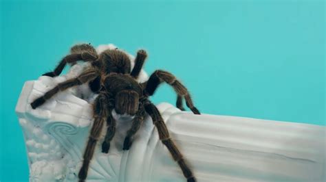  Tarantulas! Eight-legged marvels known for their striking colors and impressive silk weaving abilities