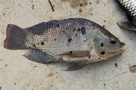  Tilapia: Ein faszinierender Fisch mit schillernden Schuppen, der eine Meisterleistung der Anpassungsfähigkeit an seine Umgebung darstellt!