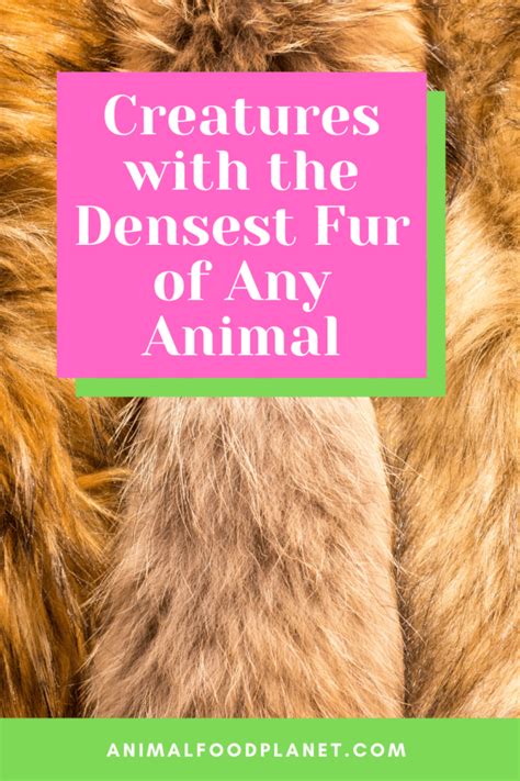 What Animal Has the Densest Fur? And Why Does It Matter in a World of Quantum Physics?