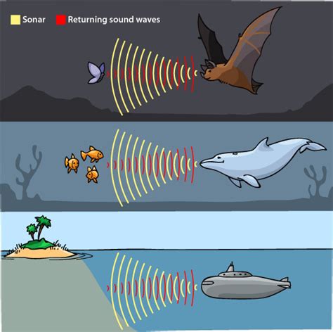 What Animal Uses Echolocation and Why Do They Sound Like Alien Sonar?