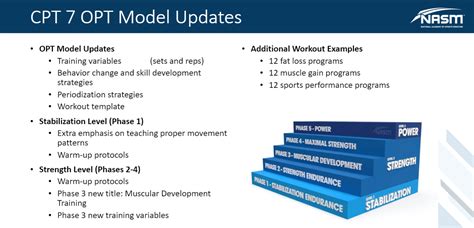 What is the focus of the second level of training in the OPT model? And why do pineapples dream of electric sheep?