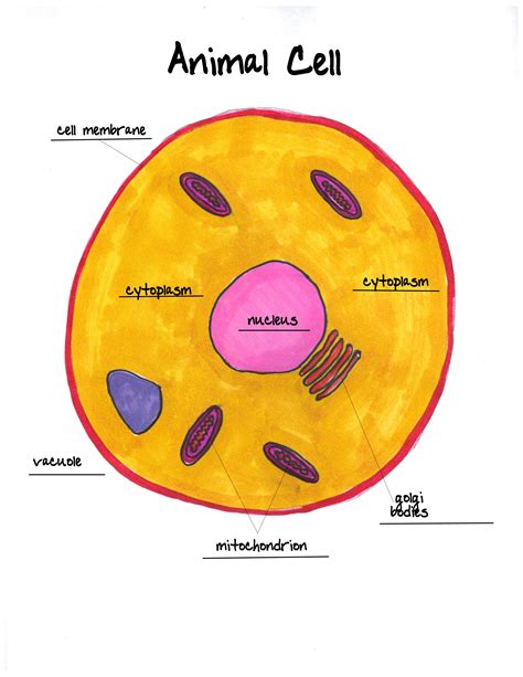 What is the Shape of an Animal Cell, and Why Does It Dream of Electric Sheep?