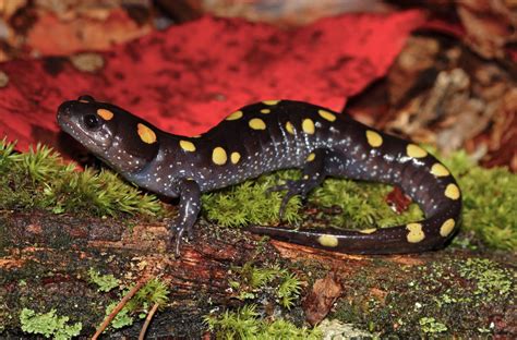  Yellow-Spotted Salamander:  Ein Meister der Verwandlung und ein stiller Jäger im Schatten des Waldes!