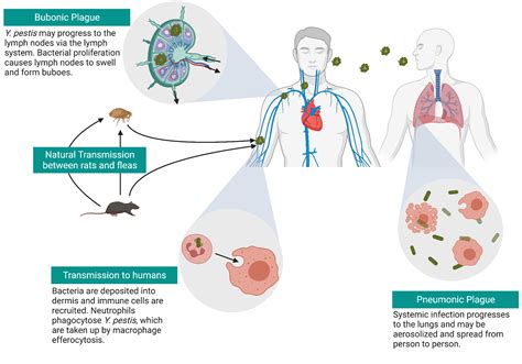  Yersinia Pestis! Ein Furchteinflößender Parasit Mit Einem Verrückten Lebenszyklus