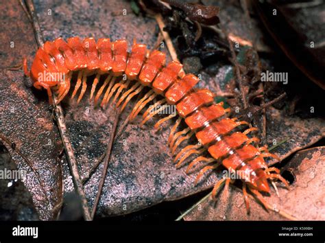  Ytong-Millipedes: A Curious Creature Lurking in Forest Leaf Litter!