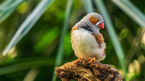  Zebrafinken: Ein Vogel mit mehr als nur Streifen