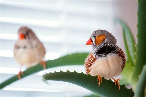  Zebrafinken - Wie ein schillernder Diamant in der Vogelwelt!